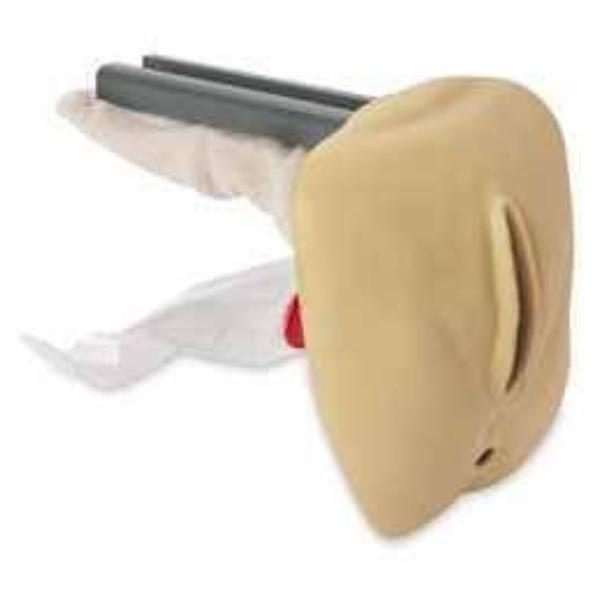 Genitalia Model Anatomical Female Geri Ea